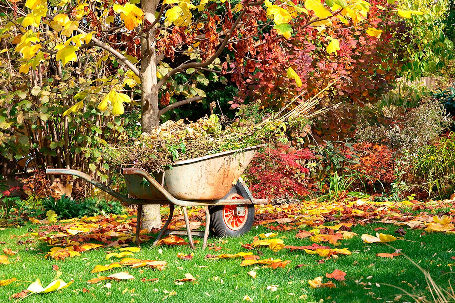 Hagen i oktober Dette skal du gjøre i hagen i oktober